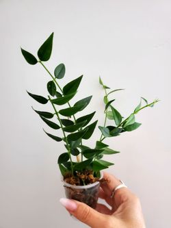Hoya Bella