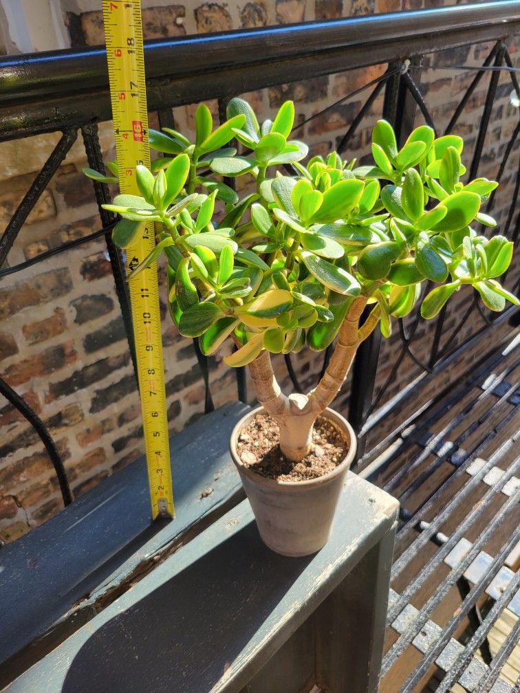 Big Lemon Lime Jade Plant