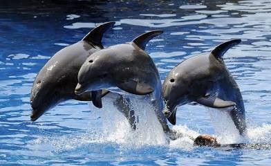 Seaworld Boletos ** Legit Tickets 