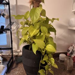 Neon Pothos Totem (2)