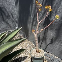 Bansai Jade Succulent 