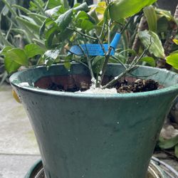Lemon For Bonsai With Nice Ceramic Pot