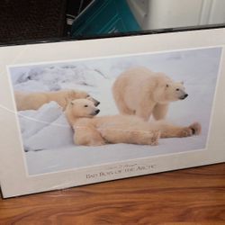 Polar Bear Artwork Framed  