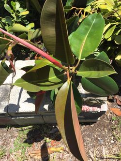 Rubber plants for sale