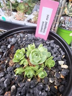 Succulent  plants Korean Imported  2 Available  $12 ea