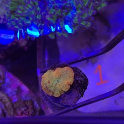 Corals