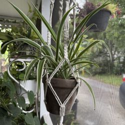 Spider Plant in Hanging Macrame Terra Cotta Pot