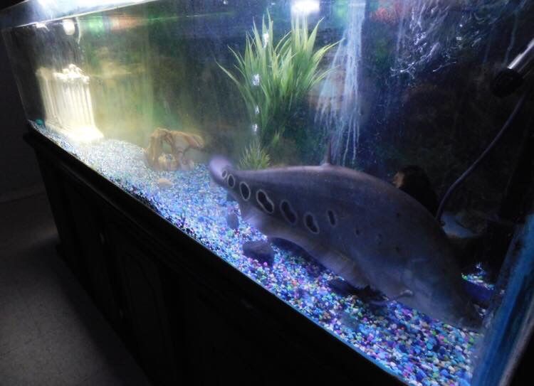 130 Gallon Freshwater Tank For Sale In El Paso Tx Offerup