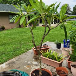 Plumeria, Purple Serendipity for Sale in Zephyrhills, FL - OfferUp