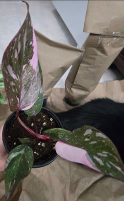 Philodendron Pink Princess (4" Pot)