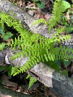Outdoor Plant - HAY SCENTED FERN