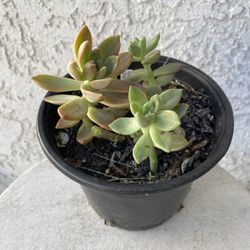 6 Inch Pot Succulent Plant - Sedum Mendozae - Shimmering Rose - Rooted & Established - Drought Resistant - 🪴