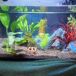 8.75 Gallon Aqueon Led Shrimp Kit