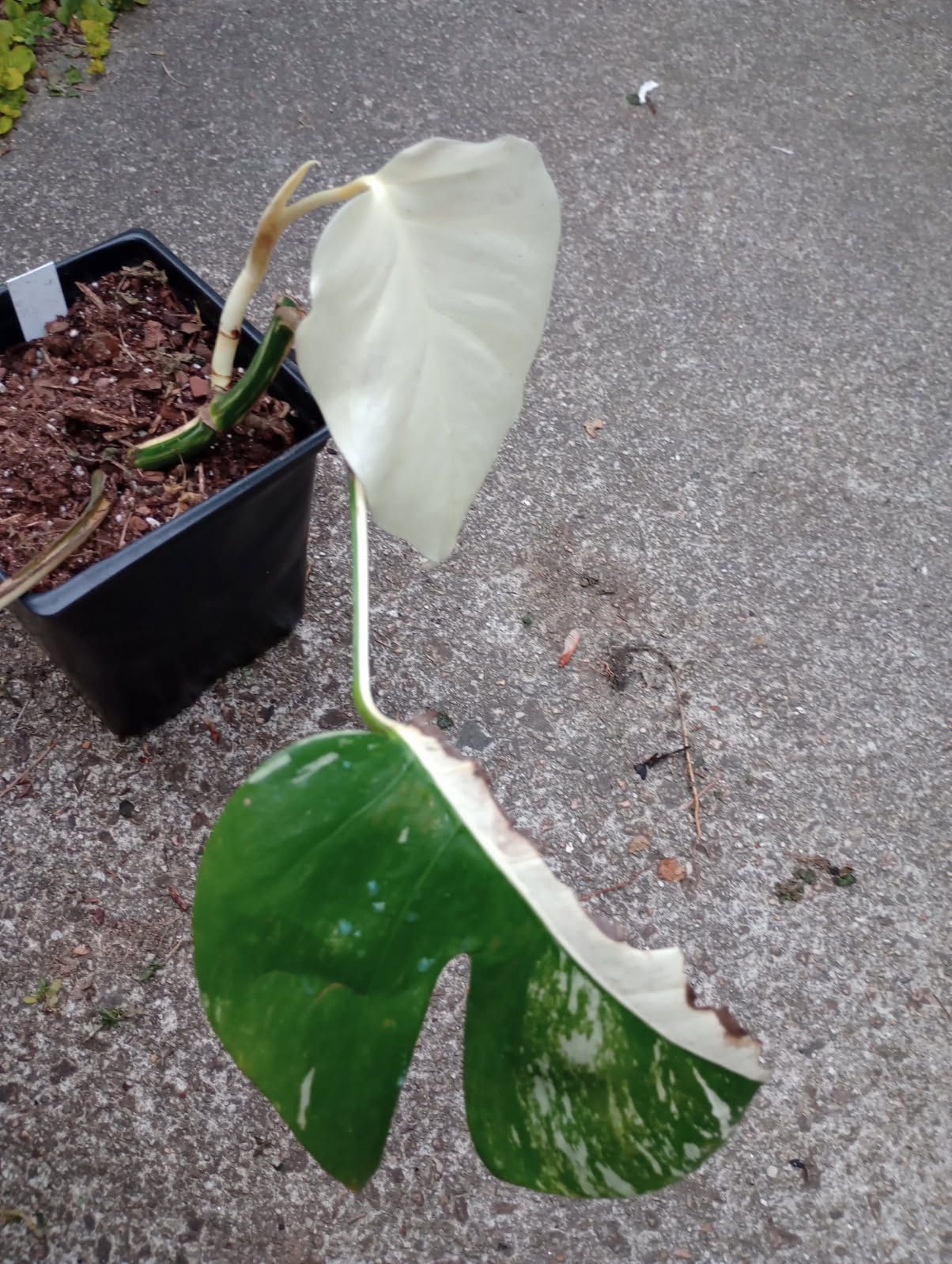 Variegated Monstera Albo Plant (pls Read Description Below)