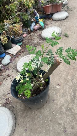 Moringa/malunggay tree