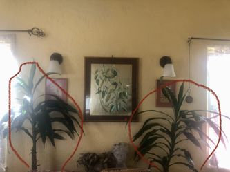 Dracena Janet House Plant Pair 5 Feet Tall 