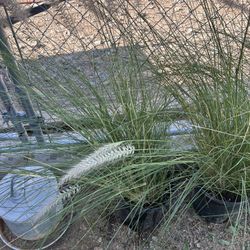 Hameln Dwarf Fountain Grass 