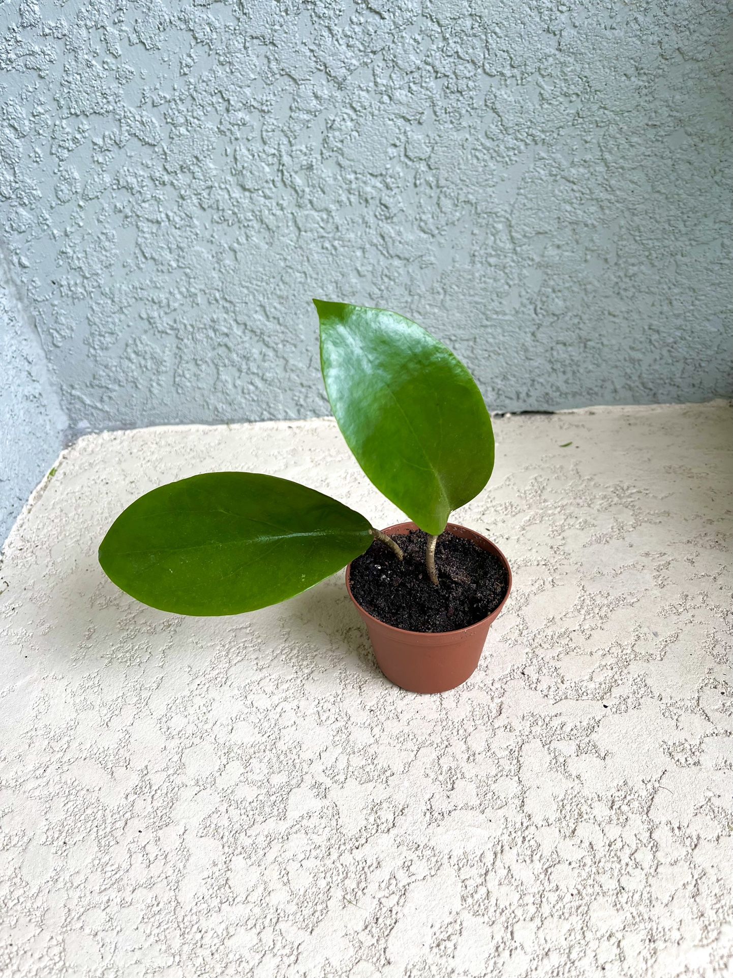 Hoya Surigaoensis Plant