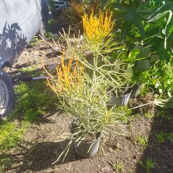 Fire stick pencil tree plant