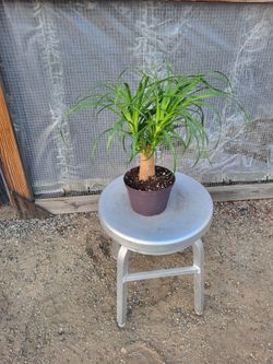 Ponytail Plant 6" Nursery Pot