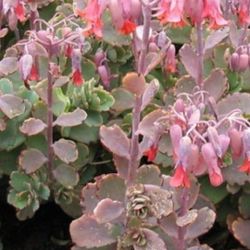 Rare Succulent Plant With Pocelin Pot
