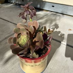 Succulent Planter In Cute Pot