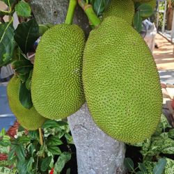 Jack Fruit For Sale 