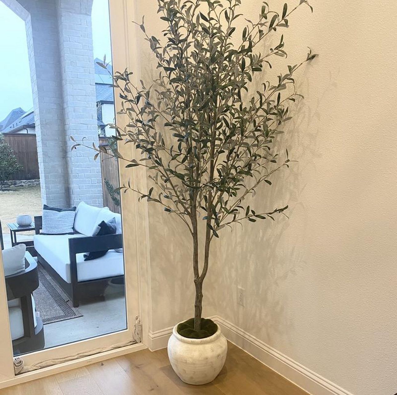 9ft Olive Tree