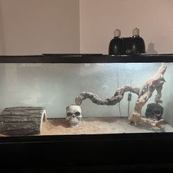 Lizard Tank 