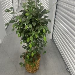 Fake Plant