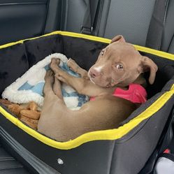 Small Pet Car seat