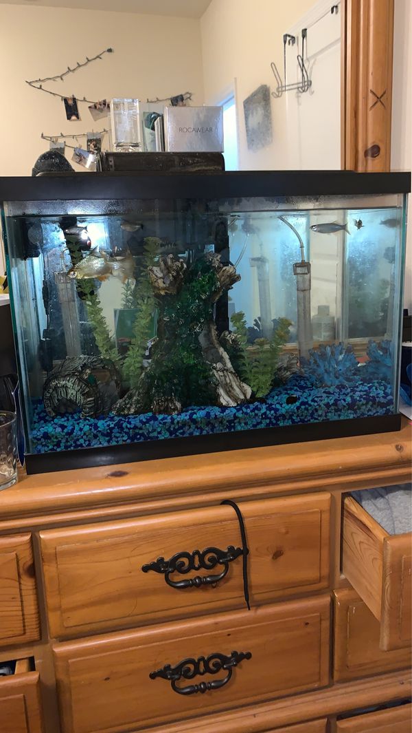25 gallon fish tank for Sale in Orange Park, FL OfferUp