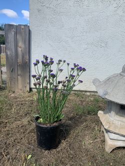 Plants 5$ coastal Oak, Statice, Salvias, and more