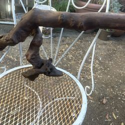 Olive Tree Branch / Rama De Olivo