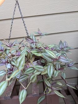 Wandering Jew Plant