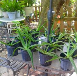 Aloe Vera Plants