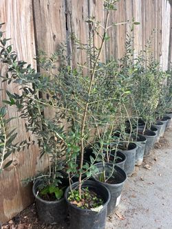 Olive trees 3 ft tall $30 each