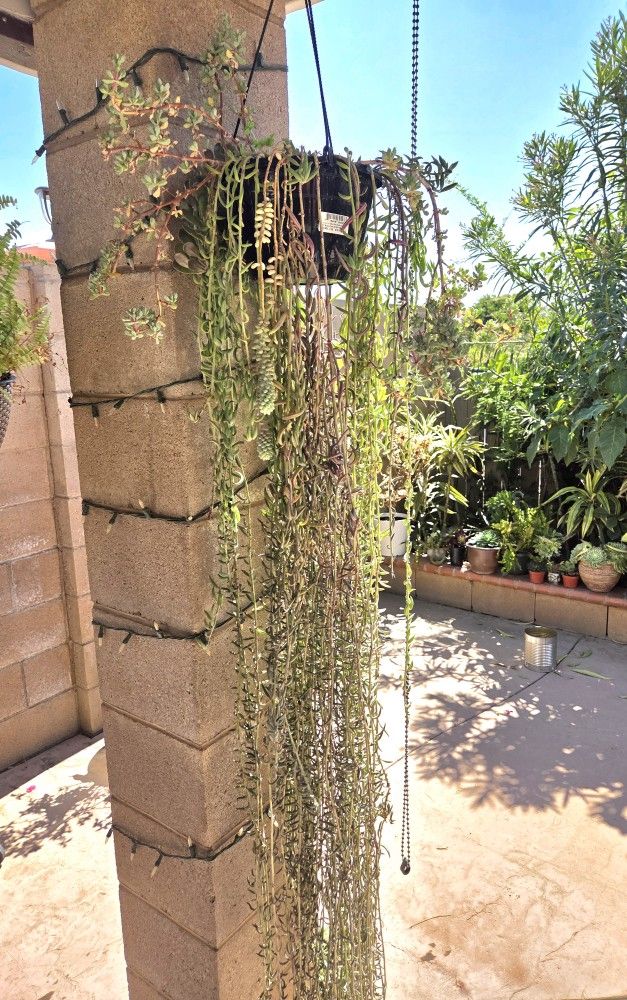 Hanging Suculent Platanillo Plant