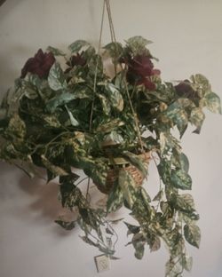 Hanging Flower Plant