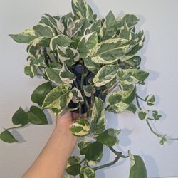 N Joy And Pearls and Jade 