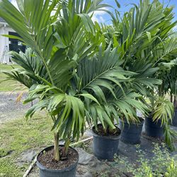Christmas Palms 15 Gallon