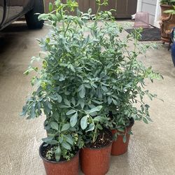 Ruda macho $15 cada una