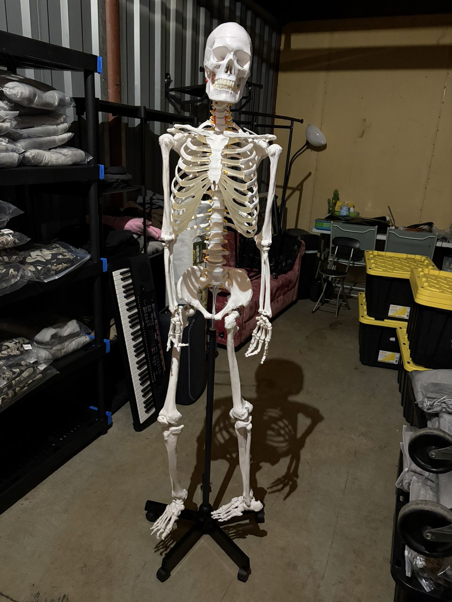 Life Size Skeleton Model