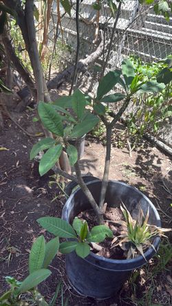 Planta plomeria