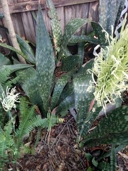Snake Plants