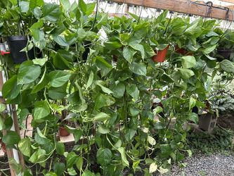 Lots Of Indoor Plants 