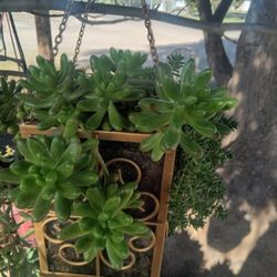 Planta Colbable De Do De Niño Y Chisme