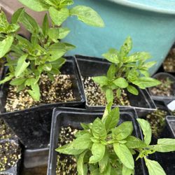 Thai Basil Herb Plant