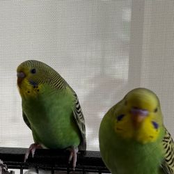 Two Parakeets