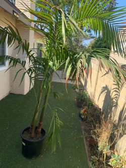 Palm tree